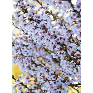 Prunus Incisa Kojo-No-Mai - Pink by Thompson & Morgan