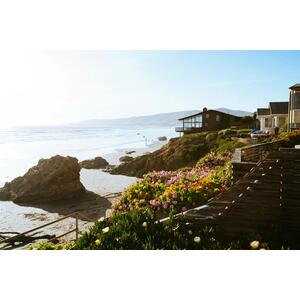 The Coastal Hardy Shrub Plant Garden Border Mix Large Mature Plants by Direct Plants