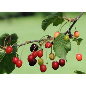 Cherry Morello Fruit Tree 6ft, 12L Pot by Directplants - Orange by Direct Plants