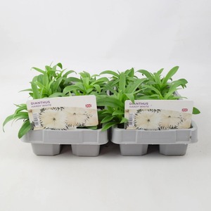 Dianthus White - 12 Plants, Perennial Garden Flowers, Easy to Grow - Pure White by Plants By Post