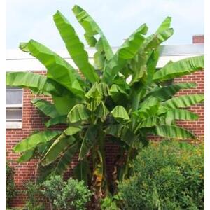 Musa Basjoo Fully Hardy Banana Fruit Tree 13cm Litre Pot - Green by Direct Plants