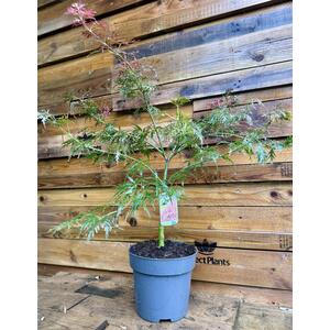 Acer Palmatum Dissectum Crimson Queen 50-60cm in a 7.5 Litre Pot - Purple by Direct Plants