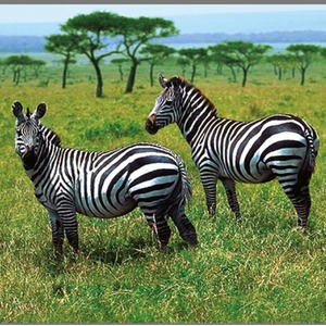 Animal Torch and Projector - Blue by JBL Global