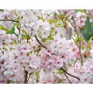 Prunus Amanogawa Flagpole Flowering Cherry Tree 5-6ft in a 7.5 L Pot - Pink by Direct Plants