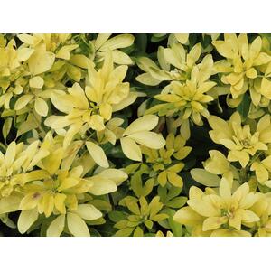 Choisya Sundance Fragrant Evergreen Garden Shrub Plants Pack of 3 - Yellow by Direct Plants