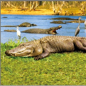 Animal Torch and Projector - Blue by JBL Global