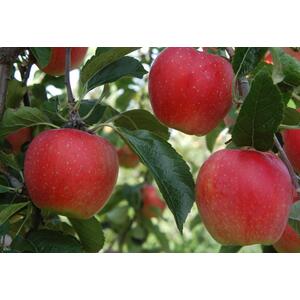 Apple Worcester Pearmain Fruit Tree 6ft, 12L Pot by Directplants - Red by Direct Plants