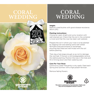 Coral 35th Wedding Anniversary Rose Bush - Orange by Gardeners Dream