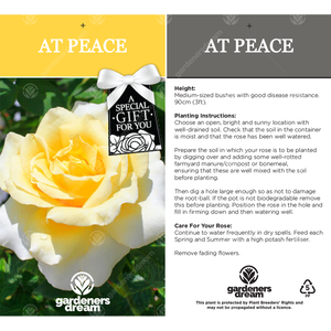 At Peace Rose Bush - Yellow by Gardeners Dream