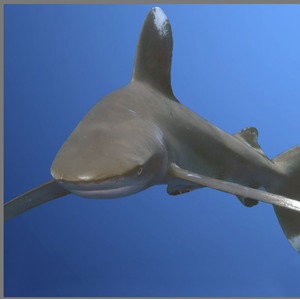 Shark Torch and Projector - Shark Torch by JBL Global