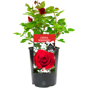 20th Wedding Anniversary Rose Bush - Red by Gardeners Dream