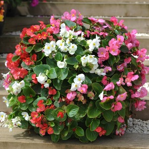 Begonia F1 Lotto Mixed Garden Ready Plants - Green by Thompson and Morgan