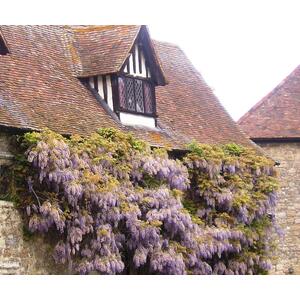 5x Mixed Large Wisteria Climbing Plant Selection Pack Grafted Plants - Multi by Direct Plants