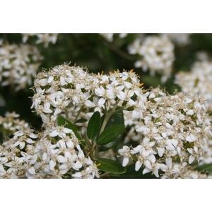 Olearia Haastii Daisy Bush Evergreen Garden Shrub 2-3ft - White by Direct Plants