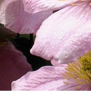 6x Mixed Large Clematis Climbing Plant Selection Pack 3ft Tall - Pink by Direct Plants
