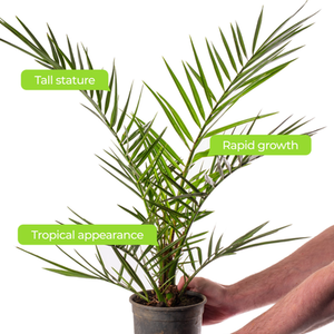 Phoenix Canariensis Palm Tree by Gardeners Dream