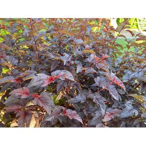 Physocarpus Lady in Red Shrub 3-4ft 3L Pot - Red by Direct Plants