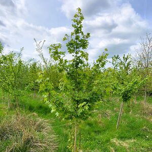 Field Maple Tree Acer Campestre by Cotswold Trees