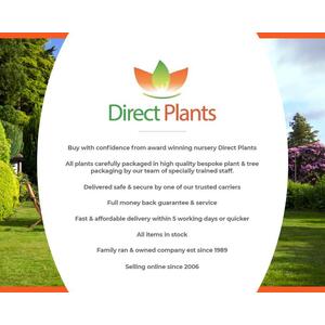 Sweet Chestnut Tree Castanea Sativa Fruit Nut Tree with Pot - Green by Direct Plants