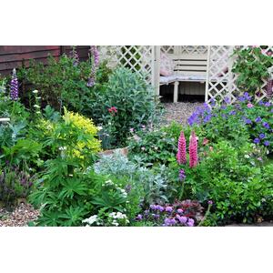 The Hardy Flowering Herbaceous Perennial Garden Border Mix Plants by Direct Plants