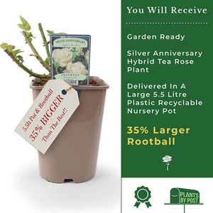 Silver Anniversary Elegant White Hybrid Tea Rose - Creamy White by Plants By Post