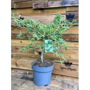 Acer Palmatum Dissectum Seiryu 50-60cm in a 7.5 Litre Pot - Purple by Direct Plants