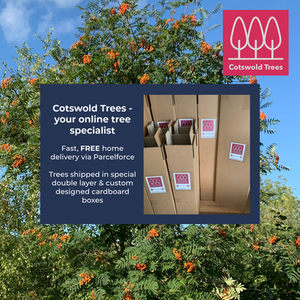 Spindle Tree Euonymus Europaeus by Cotswold Trees