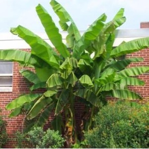 Musa Basjoo Fully Hardy Banana Fruit Tree 13cm Litre Pot - Green by Direct Plants