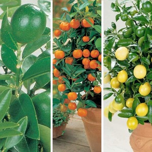 Citrus Fruit Tree Trio Collection - Green by Thompson & Morgan