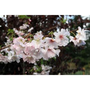 Prunus Autumnalis White Flowering Cherry Tree 5-6ft 7.5 Litre Pot - White by Direct Plants
