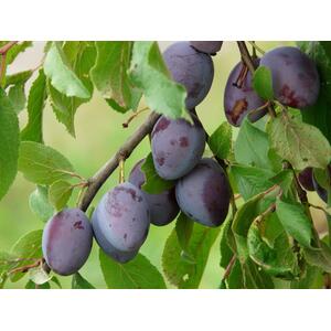 Plums Marjorie's Seedling Fruit Tree 6ft, 12L Pot by Directplants - Purple by Direct Plants