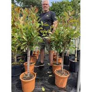 Photinia Red Robin Standard Tree 3ft in a 10 Litre Pot - Green by Direct Plants