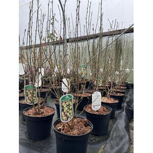 Parrotia Persica Persian Spire Ironwood Tree 2-3ft 3L Pot - Grey by Direct Plants