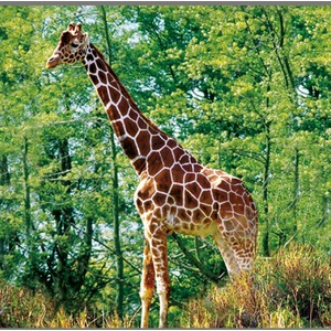 Animal Torch and Projector - Blue by JBL Global