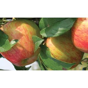 Apple Howgate Wonder Fruit Tree 6ft, 12L Pot by Directplants - Red by Direct Plants