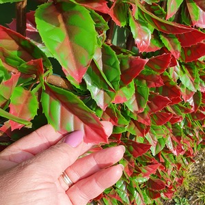 Premium Expanding Artificial Red Tip Photinia on Willow Trellis - Red by True Products