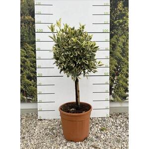 Euonymus Bravo Evergreen Standard Tree 100cm 15 Litre Pot - Gold by Direct Plants