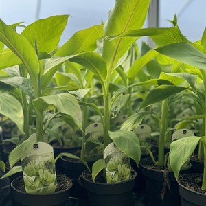 Musa Basjoo Fully Hardy Banana Fruit Tree 13cm Litre Pot - Green by Direct Plants