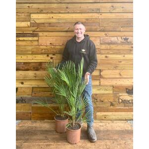 Chamaerops European Fan Palm Tree 3ft Plant 7.5L Pot - green by Direct Plants