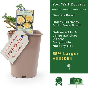 Happy Birthday Floribunda Rose in 5.5L Pot - Cream Blooms Gift Plant - Bright Yellow by Plants By Post