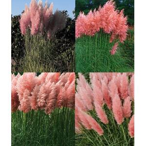 3x Pink Pampas Grass Large Plants *Value Pack* in 3 Litre Pots - Pink by Direct Plants