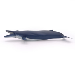PAPO Marine Life Blue Whale Toy Figure - Blue by PAPO