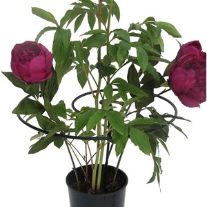 Plant Support Twists by Garden Pride