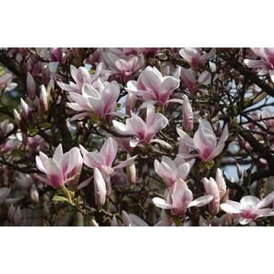 Magnolia Soulangeana Plant Tree 100cm Tall Large in a 3 Litre Pot - Pink by Direct Plants