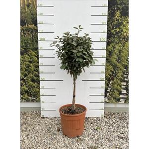 Elaeagnus Compacta Evergreen Standard Tree 100cm Tall 15L Pot - Gold by Direct Plants