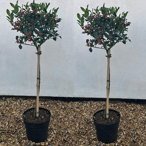 Ilex Holly Green Alaska Standard Potted Plant by Thompson & Morgan