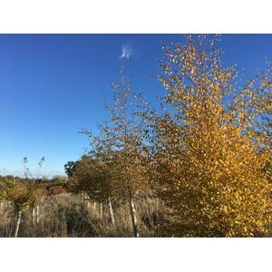 Silver Birch Tree Betula Pendula - Brown / 30-60cm Tall by Cotswold Trees