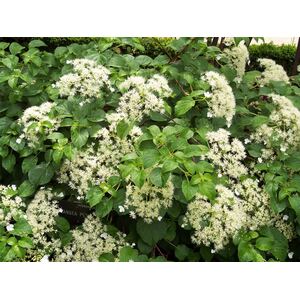 Hydrangea Petiolaris Climbing Hydrangea Plant 5ft in a 7.5 Litre Pot - White by Direct Plants