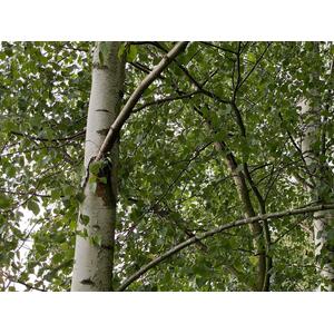 Betula Pendula Silver Birch Tree Plant - Green by Direct Plants