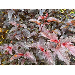 Physocarpus Lady in Red Shrub 3-4ft 3L Pot - Red by Direct Plants